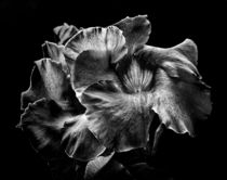 Backyard Flowers In Black And White 2 by Brian Carson