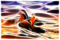 Mandarin Duck by mario-s