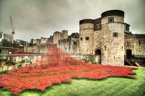 Poppies at the Tower  by Martin Williams
