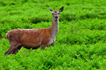 Female Fallow Deer in Bradgate Country Park von Rod Johnson
