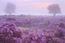 Heathland in full bloom at sunrise by Sara Winter