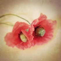 'Pair of Poppies - Mohnpärchen' by Tania Konnerth