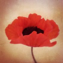 Red Poppy - Roter Mohn by Tania Konnerth