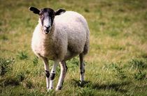 Sheep von Jeremy Sage
