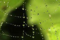 Spinnennetz von Gerhard Albicker