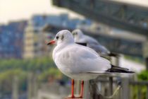 observant gulls by urs-foto-art