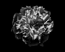 Backyard Flowers In Black And White 3 von Brian Carson