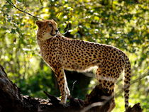 Gepard by smk