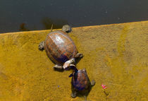 Schildkröten by smk