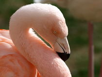 Flamingo by smk