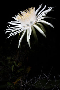 Acanthocereus Bloom von Mario Morales Rubi