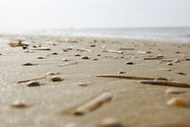 Strandsand mit Muscheln by Silke Heyer Photographie