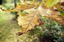 Herbstblatt / Autumn leave by nicolelovespictures