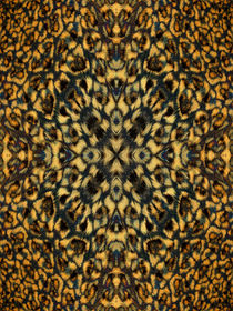 Kaleidoscope Fur 6 by Steve Ball
