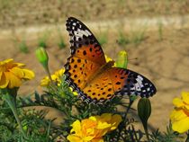 Japanese Butterfly Among Marigolds by Richard H. Jones