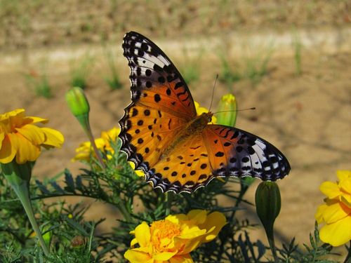 Japaneses-butterfly-among-marigolds-wm-xl
