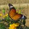 Japaneses-butterfly-among-marigolds-wm-xl