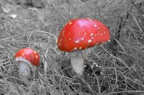 Red fungi by Andrew Heaps