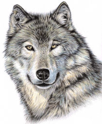 Sibirischer Wolf by Nicole Zeug