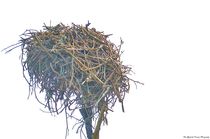 Osprey Nest by Dan Richards