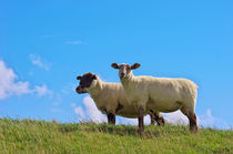 Schafe auf dem Deich by AD DESIGN Photo + PhotoArt