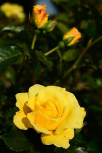Gelbe Rose by gscheffbuch