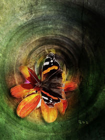 Butterfly on a flower by cdka