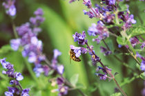 Bee on Lavender by Vicki Field