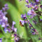 Lavender-bee