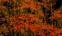 glühender Herbst by alana