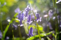Bluebell by Andrew Heaps