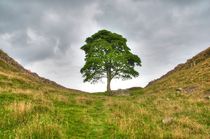 Sycamore Gap by Andrew Heaps