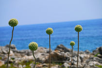 Coastal Green Flower von Andrew Heaps