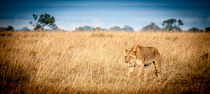  Stalking Lion - Kenya, Africa on safari von Jim DeLillo