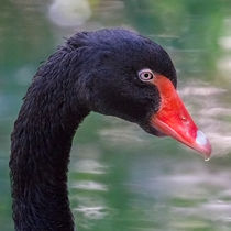 The pure elegance of the Black Swan von mbk-wildlife-photography