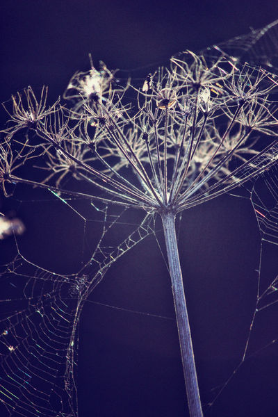 Wildcarrotcobweb