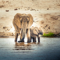 Elephant Mama with baby by Jim DeLillo