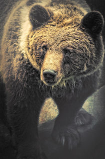The Bear II von AD DESIGN Photo + PhotoArt