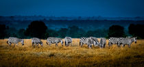 Field Of Feeding Zebra by Jim DeLillo