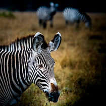 Portrait of a Zebra von Jim DeLillo