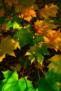 Autumn Sycamore von David Tinsley
