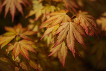Autumn Acer by David Tinsley