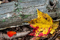 Maple Leaf in Glorious Color by Jim DeLillo