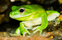 White-lipped Tree Frog Queensland Australia by mbk-wildlife-photography