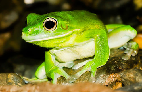 White-lipped-tree-frog