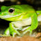 White-lipped-tree-frog