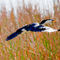 Little-pied-cormorant-in-flight
