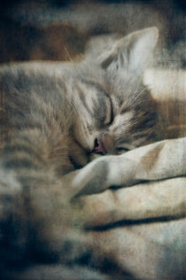 'Kitten's Sweet Dream #01' von loriental-photography