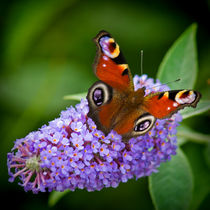 Peacock Butterfly on Buddleia. by Colin Metcalf