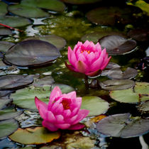 Pink Water Lilies by Colin Metcalf